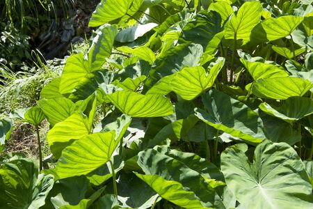 Image of yam leaves at Longji Terraces, Guilin, China. の写真素材