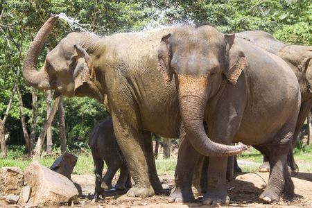 Image of elephants at Pinnawala-Rambukkana, Sri Lanka.の写真素材