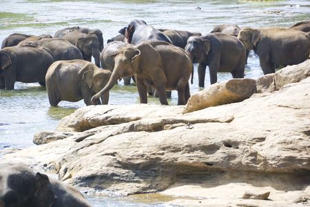 Image of elephants bathing in a river at Pinnawala-Rambukkana, Sri Lanka.の写真素材