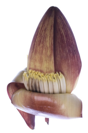 Isolated image of a fresh edible banana flower against a completely white backgriound.の写真素材