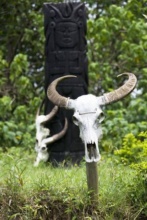 Image of water buffalo skulls at a farm located at Guilin, China.の写真素材