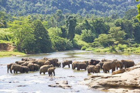Image of elephants bathing in a river at Pinnawala-Rambukkana, Sri Lanka.の写真素材
