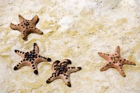 Image of a live starfish stranded on sand.の写真素材