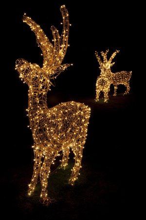 Image of Christmas decoration in the form of reindeers at night.の写真素材