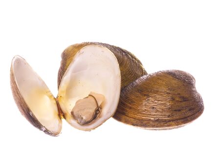 Isolated macro image of edible mangrove swamp Lokan clams (Polymesoda expansa).の写真素材