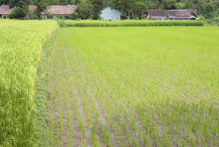 Image of a paddy field at Yogyakarta, Indonesia.の写真素材