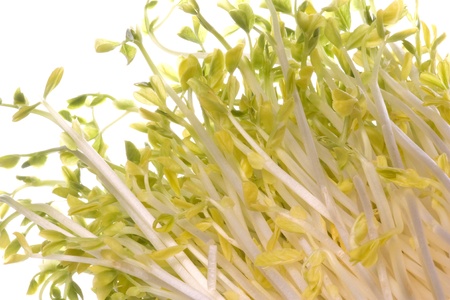 Isolated image of snow pea sprouts.の写真素材
