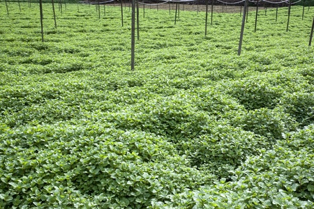Image of a field of growing mint leaves.の写真素材