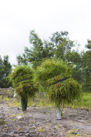 Image of womenfolk transporting grass collected from the upper reaches of the volcano, Mount Merapi,...