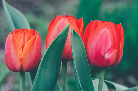 three large red tulips on a green backgroundの写真素材