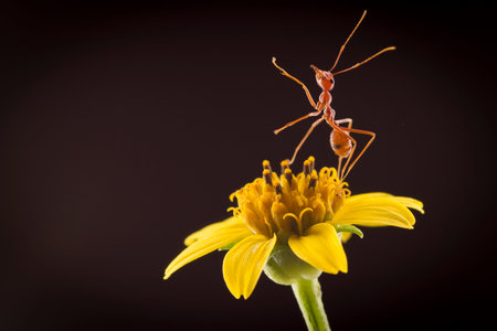 Ant on yellow flowerの写真素材