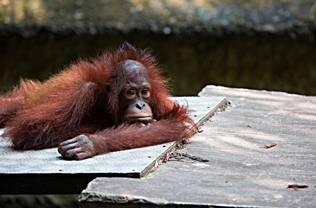 The Orangutans is spelled Orang-utan.のeditorial素材