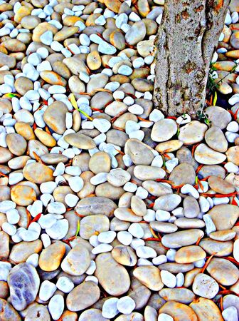 small rocks and treeの写真素材