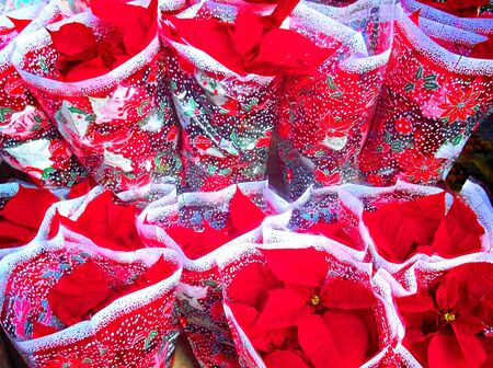 Poinsettia bouquetsの写真素材