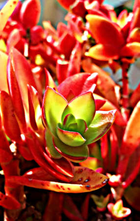 fleshy redish flowerの写真素材