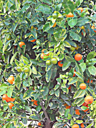 orange treeの写真素材