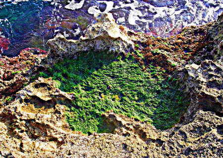 seaweeds circle on the coastの写真素材