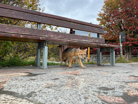 An animal is walking near a bench in the park.