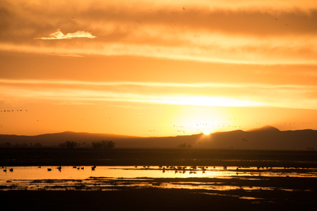Sandhill crane migration as the sun is rising behind mountainsの写真素材