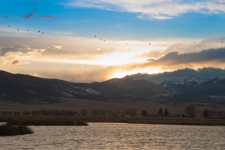 Sandhill crane migrating over a lake at sunsetの写真素材