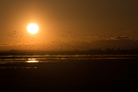 Sandhill crane migration at an orange sunriseの写真素材