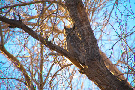 Great horned owl sitting in a treeの写真素材