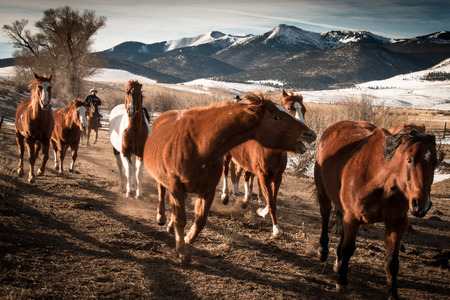 A group of frisky horses running along a fence with a background of trees and mountains in the winterの写真素材