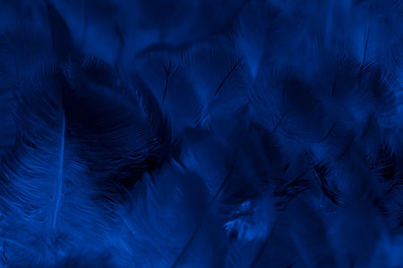 Macro Close-Up of Blue Feather on Pigeon, Texture and Backgroundの写真素材