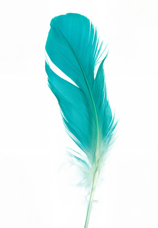 Blue-Green Turquoise Parrot Feather on White Backgroundの写真素材