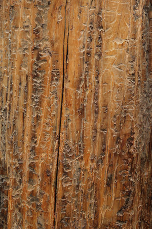 Close-up of Beetle-Trail Marks on Dead Whitebark Pine Trunk, Beartooth Mountains, Montanaの写真素材