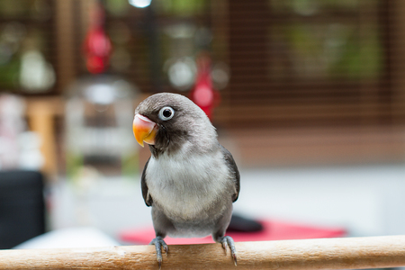 Baby lovebird standing on the perch on blurred background in the houseの写真素材