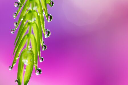 Soft focus of droplets on green leaf with sweet blurred pink backgroundの写真素材