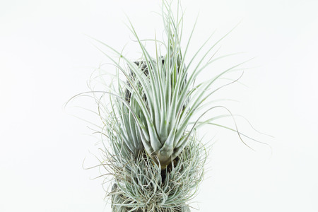 Air root plant, Tillandsia Karwinskiana, on white backgroundの写真素材