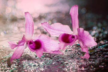Soft blurred focus of pink orchid flowers on blurred water droplet with sweet toneの写真素材
