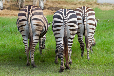 Ass of three zebras on the green grass fieldの写真素材