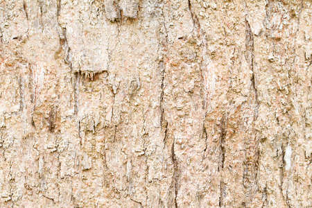Bark of the tree texture backgroundの写真素材