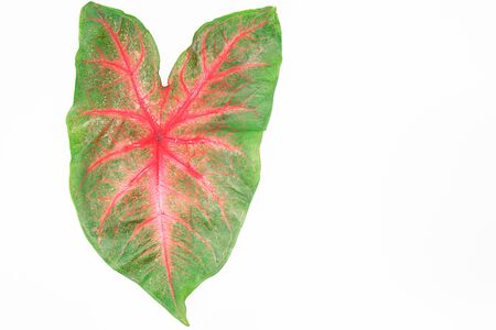 Green red caladium leaves isolated on white backgroundの写真素材