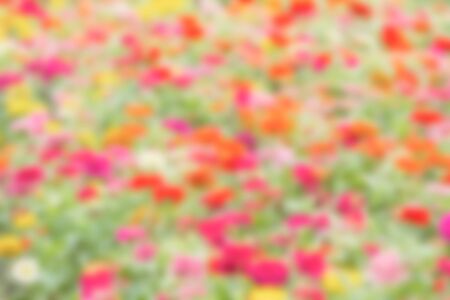Blurred colorful flowers in the garden backgroundの写真素材