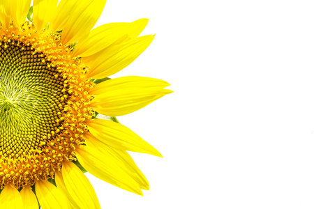 Half of sunflower on white backgroundの写真素材