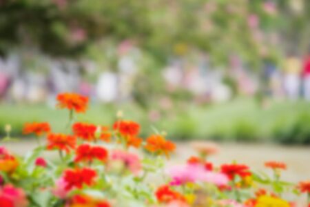 Blurred colorful flowers and garden backgroundの写真素材