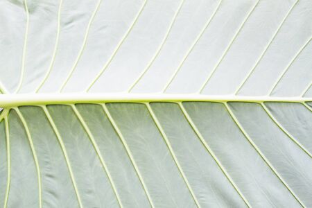 Green leaf texture backgroundの写真素材