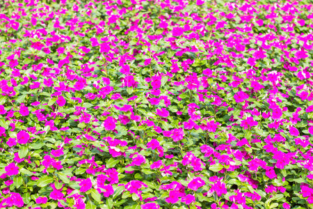 Selective focus of pink flowers  field backgroundの写真素材