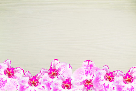 Fresh pink orchid, Phalaenopsis, on the bottom of the frame  on vintage gray wooden backgroundの写真素材