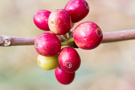 Red cofffe fruits on the branch of coffee tree on blurred backgroundの写真素材