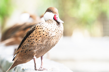 Colorful duck standing on the rock in the lakeの写真素材