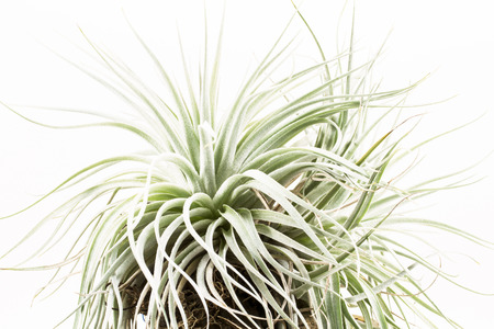 Air root plant on wood, Tillandsia pohliana  , on white backgroundの写真素材