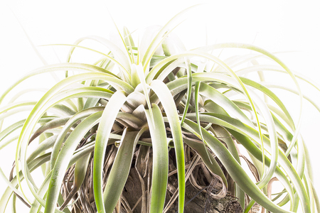 Air root plant on wood, Tillandsia capitata maya, on white backgroundの写真素材