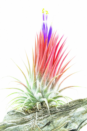 Pink air root plant in bloomimg with purple flowers on wood, Tillandsia Ionantha, on white backgroundの写真素材
