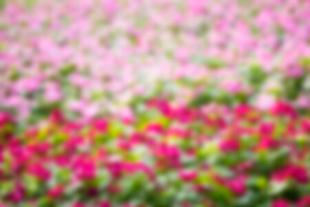 Blurred pink and red flowers in the garden backgroundの写真素材
