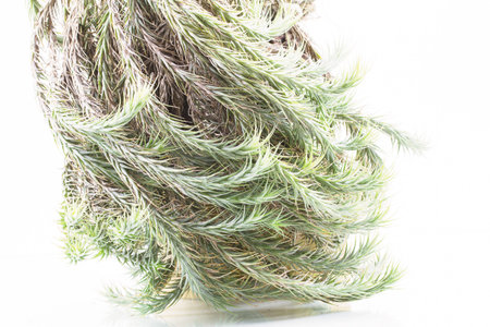 Air root plant on wood, Tillandsia tricholepis , on white backgroundの写真素材